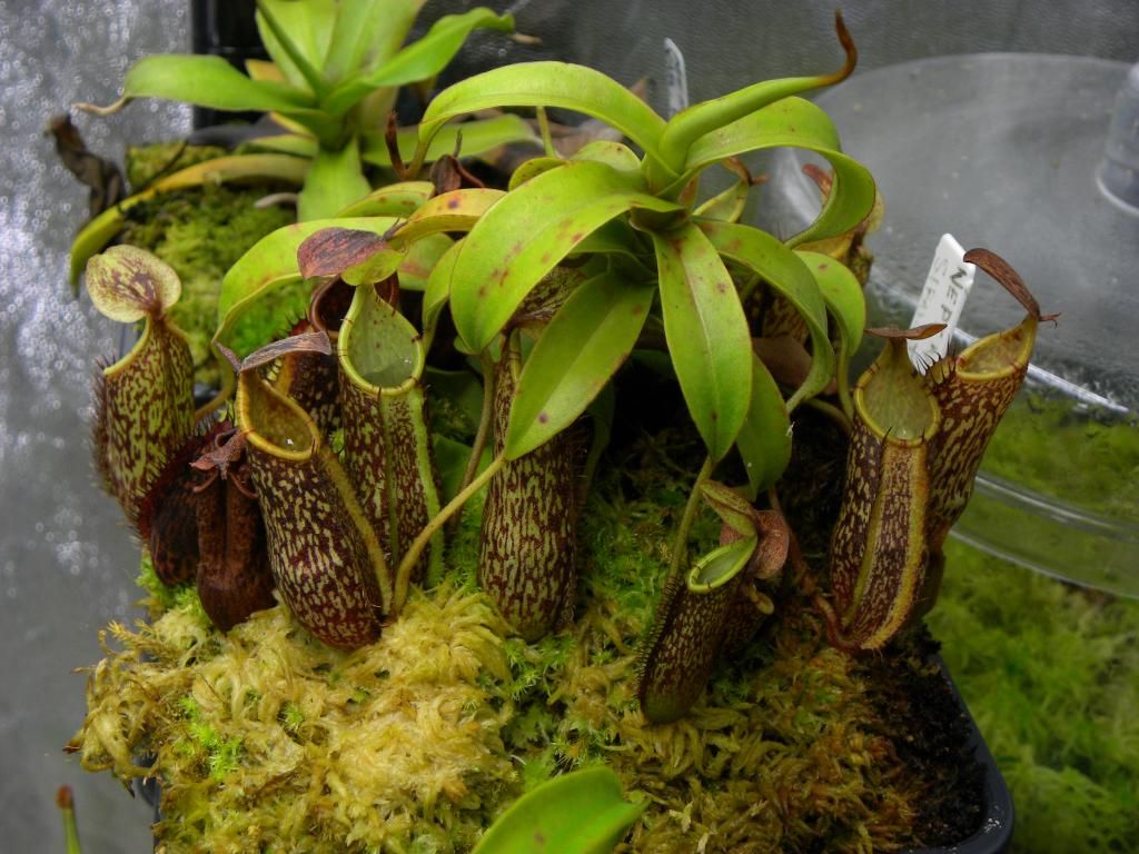 Nepenthes Spectabilis Alchetron The Free Social Encyclopedia